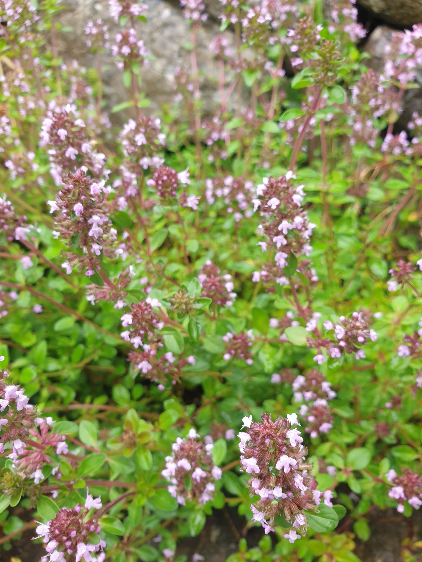Creeping thyme/ Thymus serpyllum