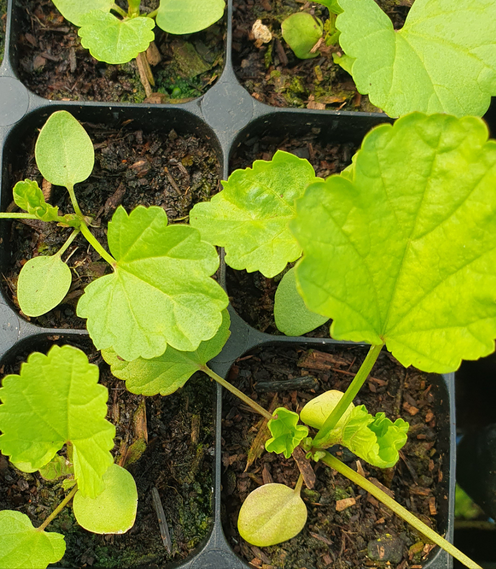 Marshmallow/ Althaea officinalis
