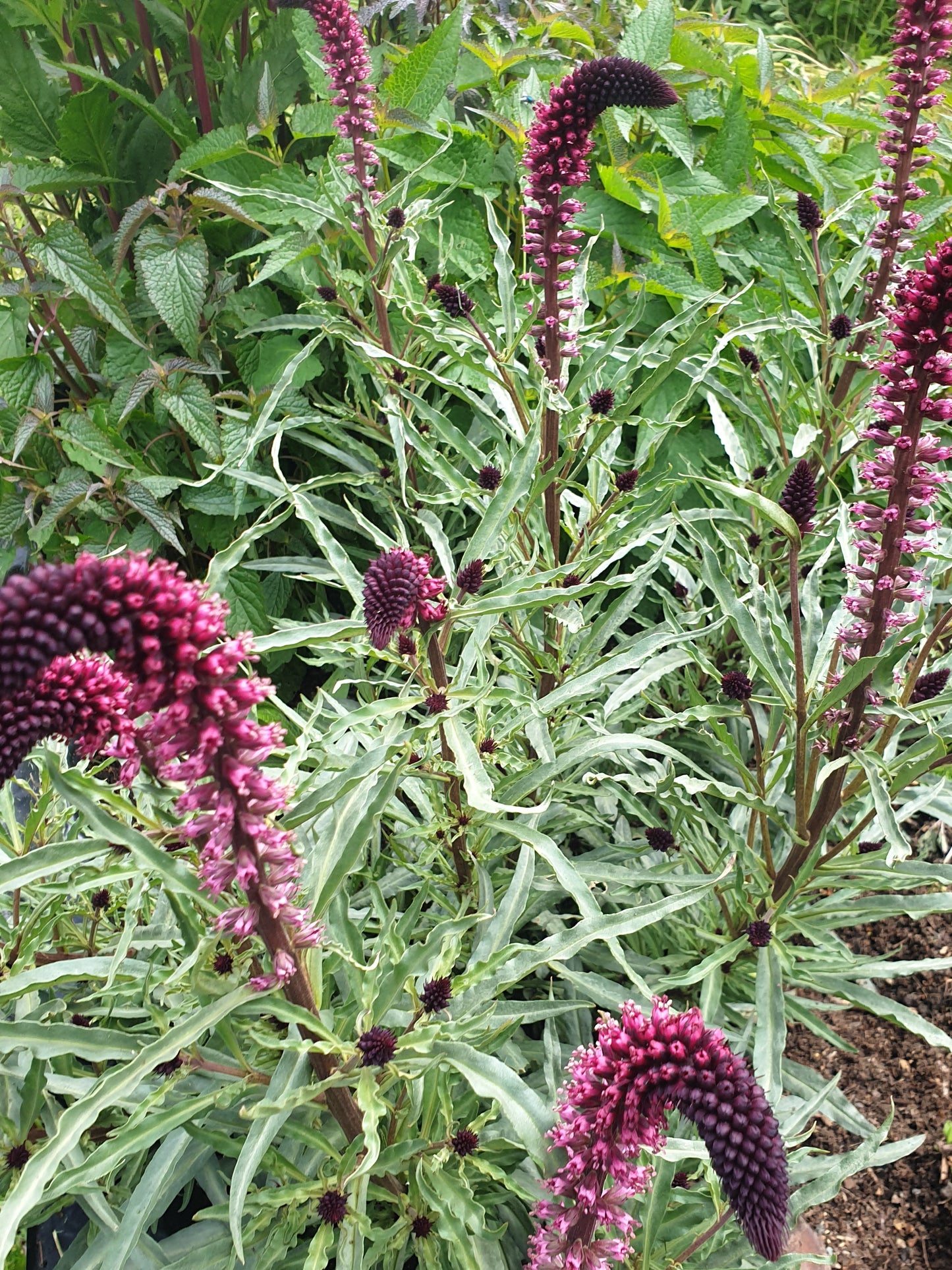 Lysimachia atropurpurea 'Beaujolias'