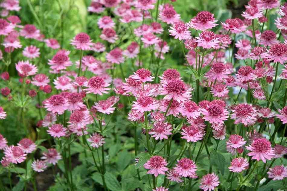 Astrantia major 'Rose Symphony'
