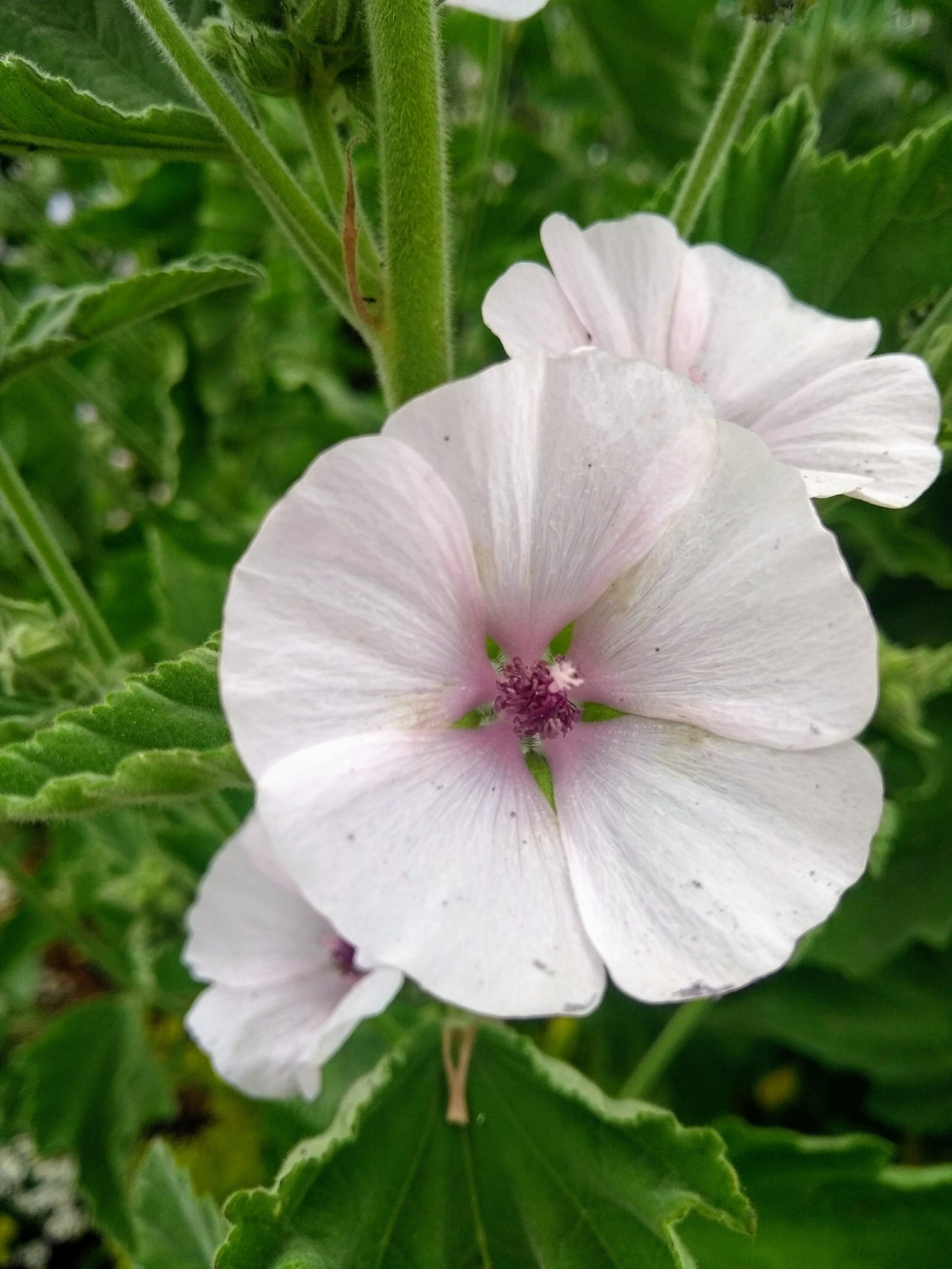 Marshmallow/ Althaea officinalis