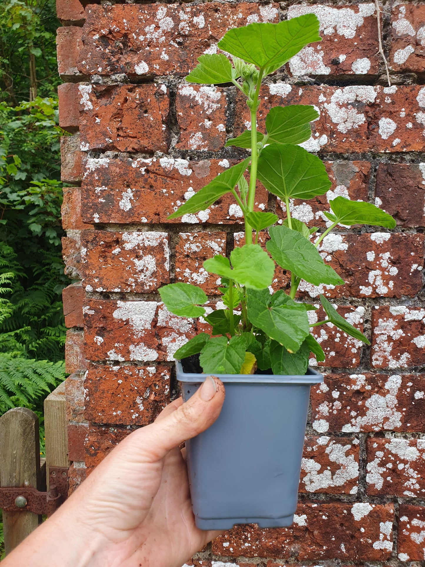 Marshmallow/ Althaea officinalis