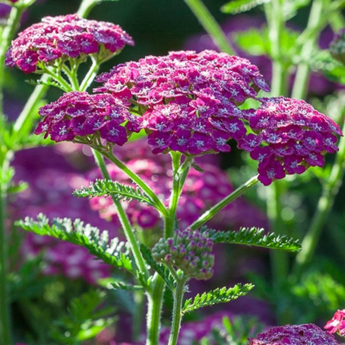 Achillea 'New vintage Violet'/ Yarrow 'New Vintage Violet'